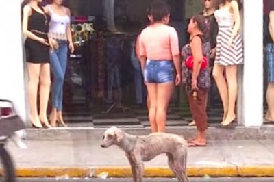 Głodujący pies był codziennie ignorowany przez tych ludzi! Zobacz co się stało gdy znalazł dom! 