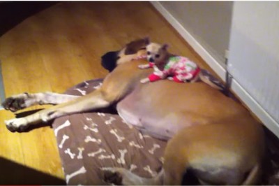 Ich pies co noc znikał z łóżka! Zaniepokojeni zaczęli go szukać i znaleźli TO! Przesłodkie! 