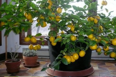 Jak wyhodować drzewko cytryny ze zwykłej pestki w swoim domu! Prosty poradnik dla Ciebie!