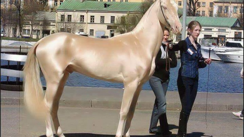 Jednogłośnie uznano, że to najpiękniejszy koń na świecie! Jego sierść wygląda jak jedwab! 