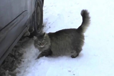 Jej kot usłyszał dziwne dźwięki pod autem i zaczął mocno drapać! Gdy zależałą do środka była przerażona! 
