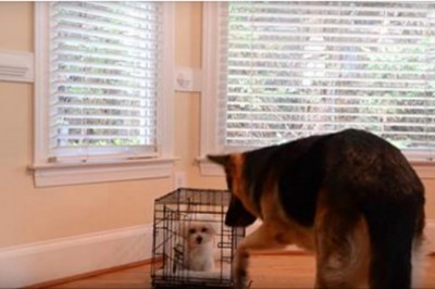 Jej szczeniak ciągle uciekał z klatki więc ustawiła kamerę! Nie mogłam uwierzyć co zobaczyłam na filmie!