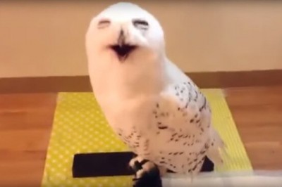 Jeszcze nigdy w życiu nie widziałam śmiejącej się sowy! Zobaczyłam jedną dzisiaj i nie mogę przestać się śmiać!