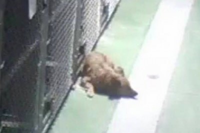 Kamera w schronisku nagrała suczkę uciekającą z klatki! Pracownicy odnajdują ja w zaskakującym miejscu!