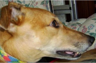 Każdej nocy pies obserwował sen swojego pana! Gdy właściciel zrozumiał dlaczego - zalał się łzami! 