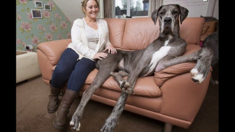 Kiedy siedział wydawał się normalnym psem! Jak wstał okazał się olbrzymem większym od właścicielki!