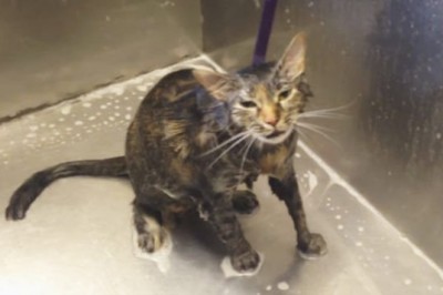 Kobieta kąpie  swojego kota! Nagle słyszy od zwierzęcia coś co powoduje, że od razu kończy! 