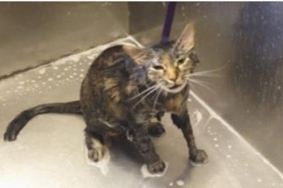 Kobieta kąpie swojego kota! Nagle słyszy od zwierzęcia coś co powoduje, że od razu kończy!