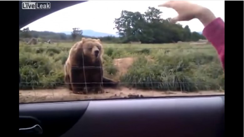 Kobieta pomachała niedźwiedziowi ze swojego samochodu! To jak zareagował jest niewyobrażalne!
