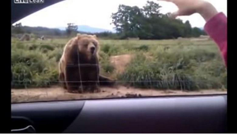 Kobieta pomachała niedźwiedziowi ze swojego samochodu! To jak zareagował jest zaskakujące! 
