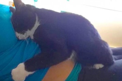 Kociak nie opuszczał brzuszka przez całą ciążę! Teraz zobacz jak zareagował gdy pojawiło się dziecko! 