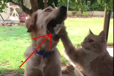 Kot próbował łapą zabrać jedzenie psu prosto z pyska! Szybko pożałował tej decyzji! 