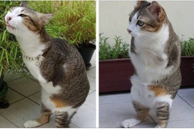 Kot stracił dwie przednie łapki w wypadku! Zobacz jak okaleczony nauczył się wchodzić po schodach!