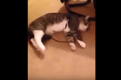 Kot udaje martwego, bo nie chce iść na spacer! Idealnie pokazał człowiekowi kto tutaj rządzi! 