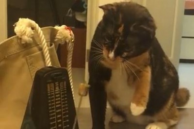 Koty jednak mają poczucie rytmu