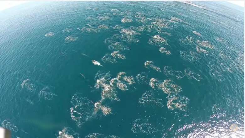 Latał dronem nad oceanem! W pewnym momencie robi zbliżenie i nie może uwierzyć w to co widzi!