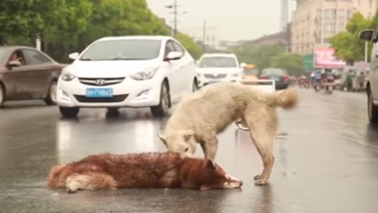Ludzie aż zatrzymywali samochody! Pies próbuje obudzić swojego przyjaciela potrąconego przez auto!