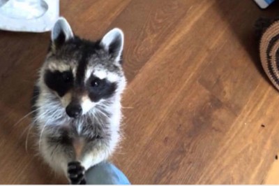 Mama nagle głośno kichnęła! Nie uwierzysz kto szybko przyniósł jej chusteczkę do nosa! 