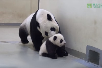 Mama panda opiekująca się swoim maluszkiem. Najsłodsze wideo miesiąca!
