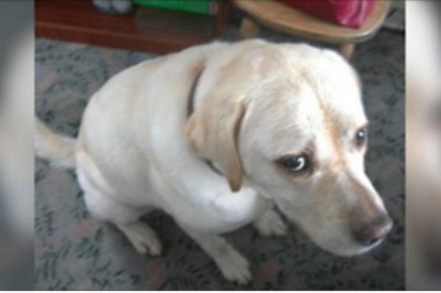 Masz psa? Poznaj 10 rzeczy których żaden właściciel nie powinien robić!  9 unikaj bezwzględnie!  