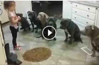 Mała dziewczynka ustawia 6 wielkich pitbuli w kuchni! Po chwili pokazuje im kto tu rządzi!