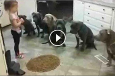 Mała dziewczynka ustawia 6 wielkich pitbuli w kuchni! Po chwili pokazuje im kto tu rządzi!