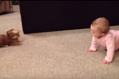 Mała dziewczynka zaczyna się sprzeczać z pieskiem! Padniesz gdy usłyszysz co jej odpowiedział! 