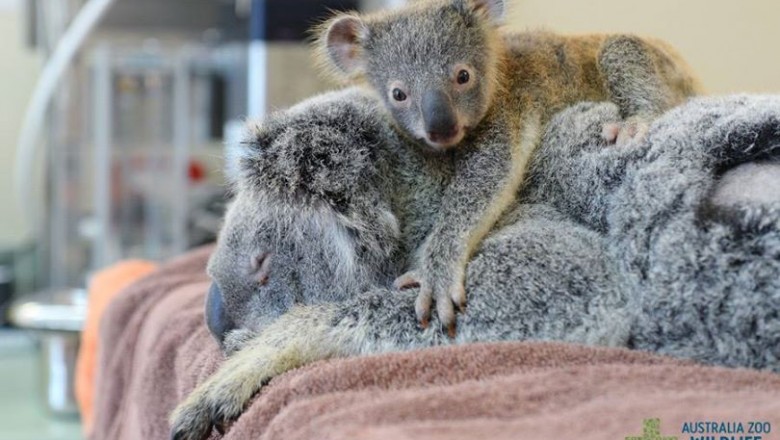 Mała koala tuli się do nieprzytomnej mamy, podczas gdy ta przechodzi operację.