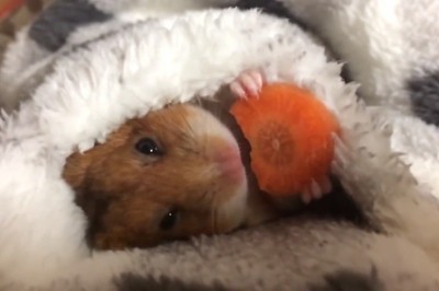 Mały chiński chomik zajadający się marchewką przed snem! Najsłodszy widok na dziś! 