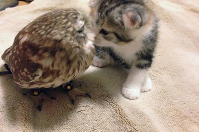 Mały kociak i sówka zostali najlepszymi przyjaciółmi! Zdjęcia kiedy śpią razem są cudowne!