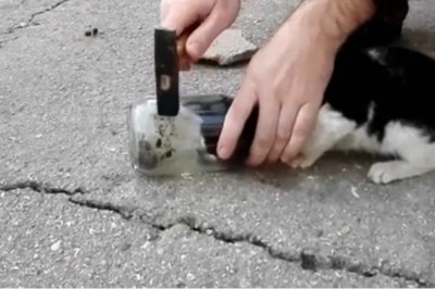 Mały kociak utknął głową w szklanym słoiku i wołał o pomoc! Zobacz bardzo niezwykłą akcje ratunkową! 
