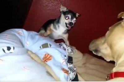 Mały psiak warczy na większego kolegę! Zobacz jak szybko dostał nauczkę i zamilkł! 