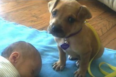 Mały szczeniaczek dzielnie pilnował noworodka! Zobacz co zrobił gdy poczuł się zmęczony! 