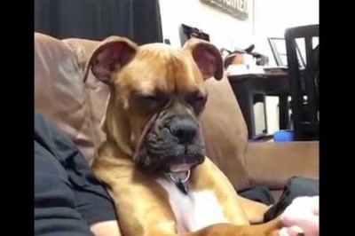 Mina psa mói wszystko! Tak zachowuje się facet gdy dziewczyna namówi go na romantyczną komedię! 