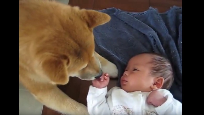 Miłość od pierwszego wejrzenia! Zobacz reakcję psa Shiba na pierwsze spotkanie z niemowlakiem