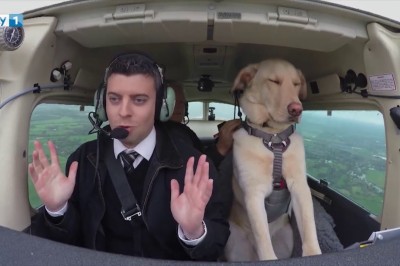 Myślałem, że to żart ale jednak nie! Ten facet potrafi nauczyć psy pilotować samolot! 