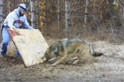 Myśliwy dostrzegł dzikiego wilka w środku lasu! Dopiero gdy podszedł bliżej zrozumiał bolesną prawdę!