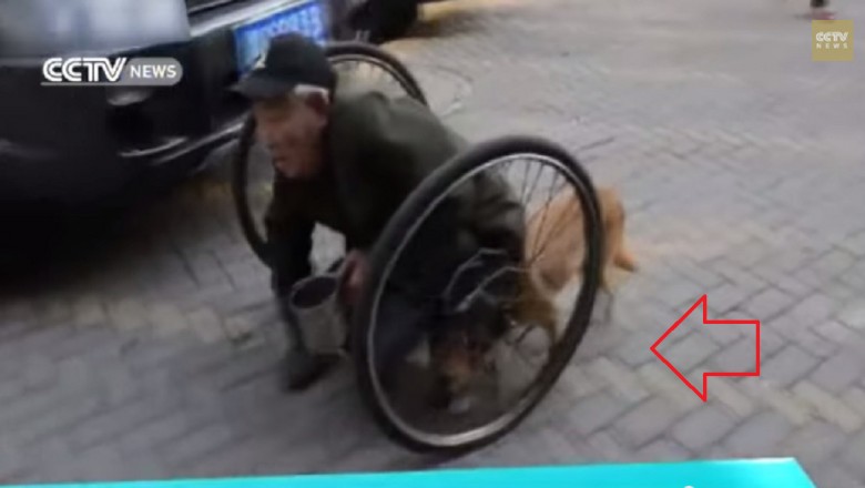 Mężczyzna bez nóg porusza się tylko dzięki pomocy swojego psa. Co będzie gdy go zabraknie? 