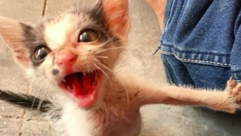 Mężczyzna podnosi małą kotkę płaczącą z głodu! 3 miesiące później jej wygląd zaskakuje wszystkich!