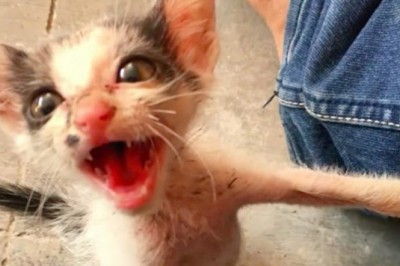 Mężczyzna podnosi małą kotkę płaczącą z głodu! 3 miesiące później jej wygląd zaskakuje wszystkich!