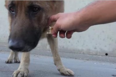 Mężczyzna próbuje uratować przerażonego owczarka! Gdy podszedł bliżej, aż wstrzymałam oddech!