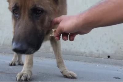 Mężczyzna próbuje uratować zagubionego owczarka! Gdy podszedł bliżej, aż wstrzymałam oddech!