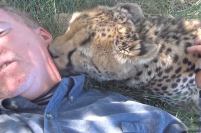 Mężczyzna zasnął pod drzewem! Nagle pojawił się gepard i zrobił coś zupełnie nieoczekiwanego!