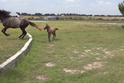 Młody źrebak bał się skoczyć! Teraz zobacz co niesamowitego zrobiła jego mama! 