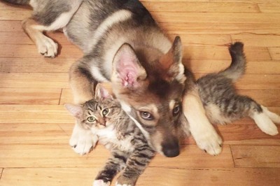 Na widok tego kota w schronisku zaczęła bardzo głośno szczekać! Nie uwierzysz co stało się w domu!