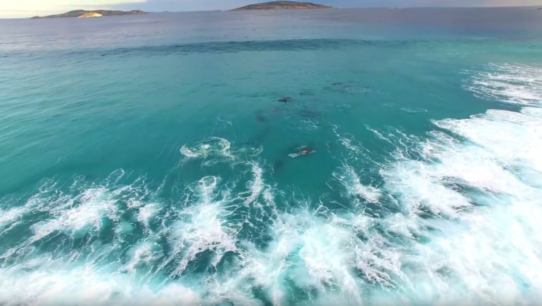 Nagrali dronem ławice delfinów. Zapierający dech w piersiach pokaz piękna natury! 