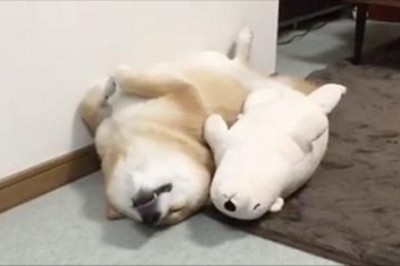 Nagrała psa jak śpi ze swoją pluszową maskotką! Ten widok jest tak słodki ze oglądam już trzeci raz! 