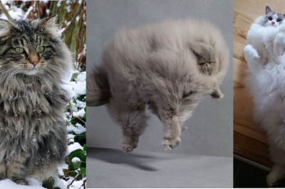 Najbardziej puszyste kociaki na świecie! Mega dawka słodyczy!
