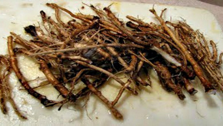 Naukowcy odkryli korzeń który zabija komórki raka w 48 godzin! Rośnie na naszych łąkach!