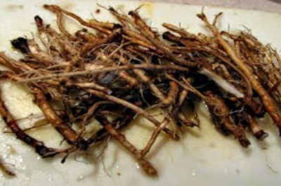 Naukowcy odkryli korzeń który zabija komórki raka w 48 godzin! Rośnie na naszych łąkach!